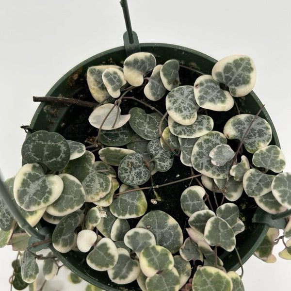 How to Care for Variegated String of Hearts (Ceropegia) Hanging Basket