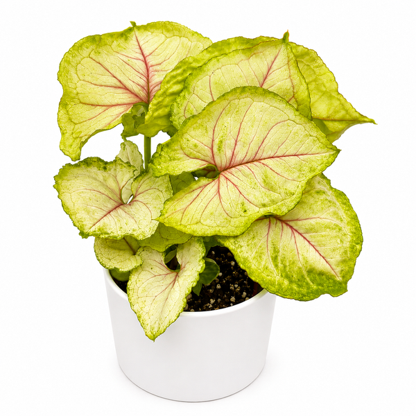 How to Care for Syngonium Podophyllum 'Kiwi'