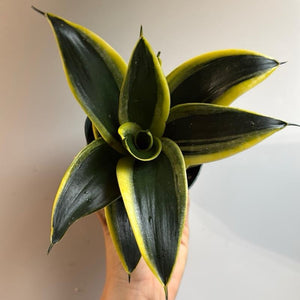 How to Care for Sansevieria Hahnii Golden Jade