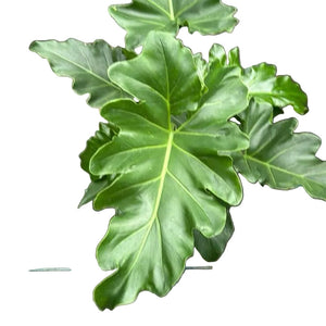 How to Care for Philodendron Revolution Xl