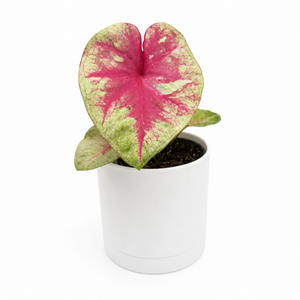 How to Care for Caladium 'Queen of Hearts'