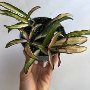 How to Care for Tricolor Hoya Wayetii
