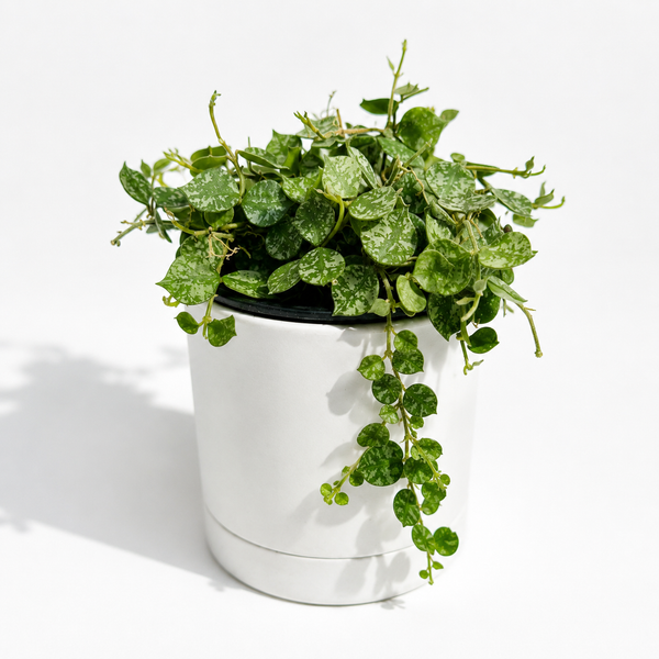 How to Care for Hoya Curtisii