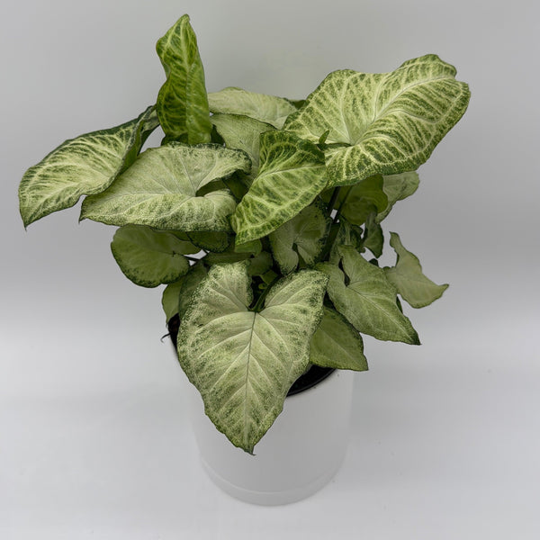 How to Care for Syngonium White Butterfly
