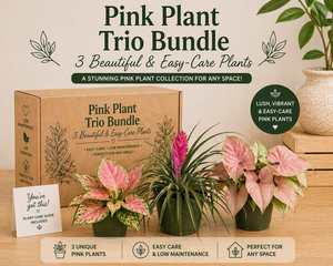 How to Care for Pink Plants