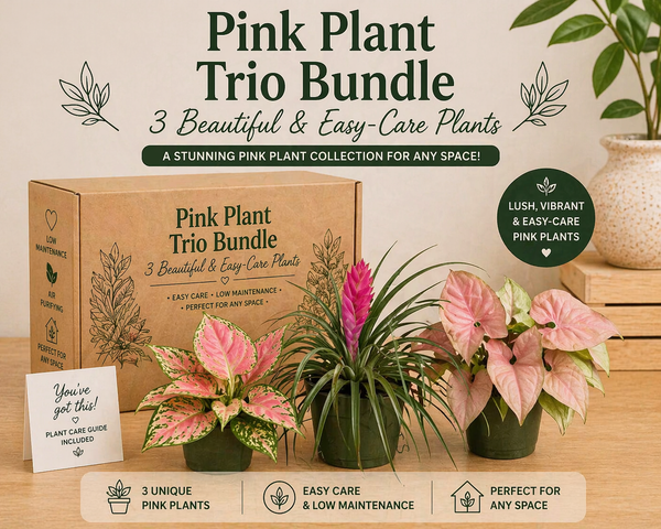 How to Care for Pink Plants