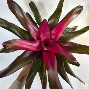 How to Care for Neoregelia Krimson Queen