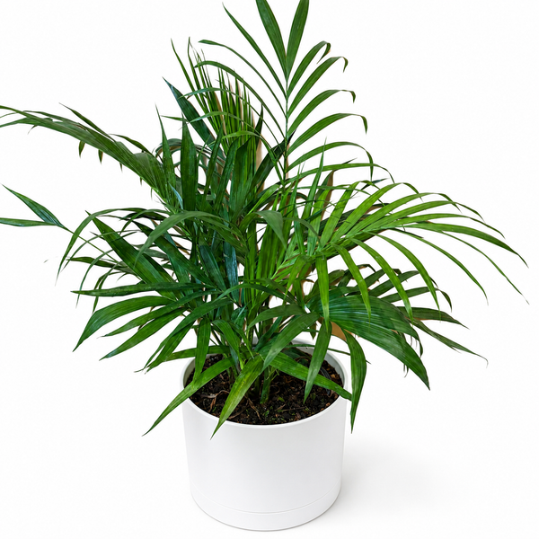 How to Care For Cat Palm