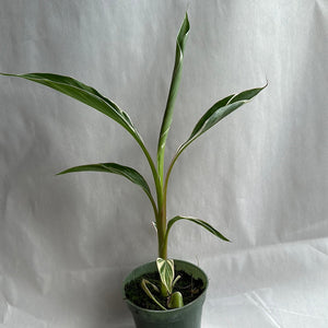 How to Care for Variegated Musa Nono