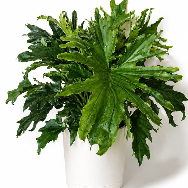 How to Care for Large Philodendron Lickety Split