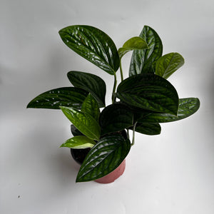 How to Care for Monstera Peru