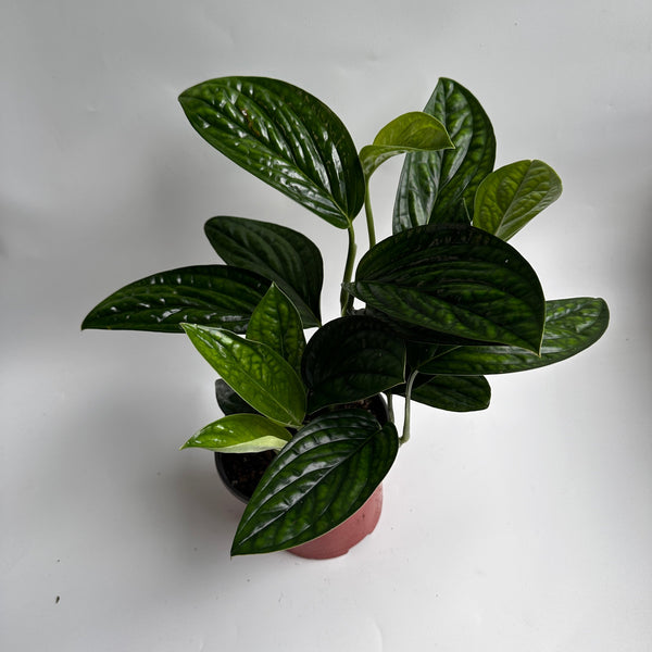 How to Care for Monstera Peru