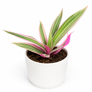 How to Care for Tradescantia Spathacea 'Tricolor'