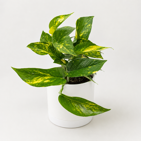 How to Care for Golden Pothos