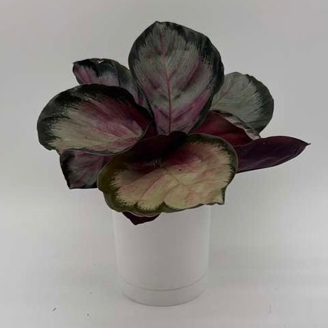 How to Care for Calathea Roseopicta Pale Rosy