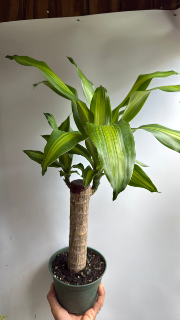 How to Care for Brazilian Lucky Wood (Dracaena Massangeana)