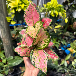 How to Care for Aglaonema Lady Valentine