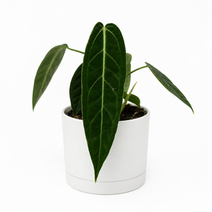 How To Care for Anthurium Queen (Anthurium Warocqueanum)