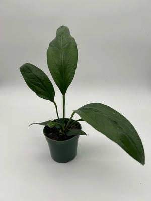 How to Care for Anthurium Big Bill