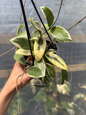 How to Care for Outer Variegated Hoya Acuta