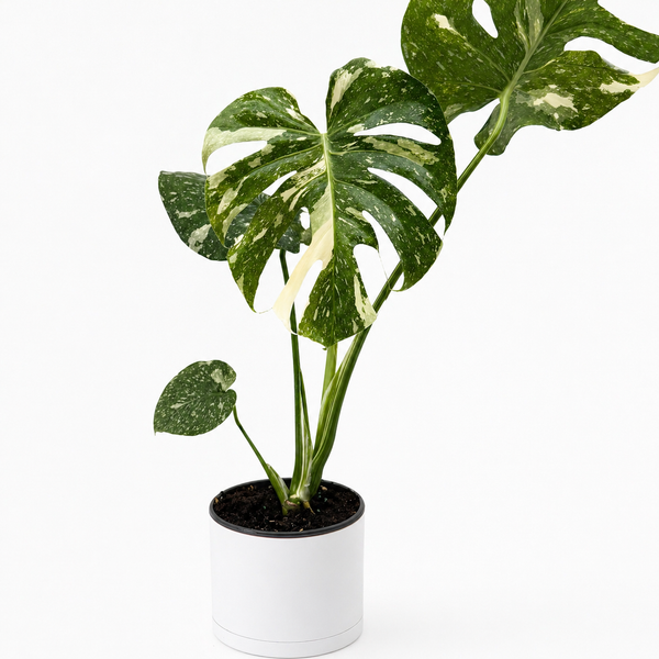 How to Care for Monstera Thai Constellation
