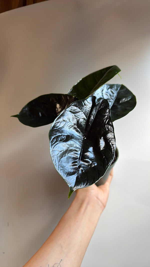 How to Care for Alocasia Green Unicorn