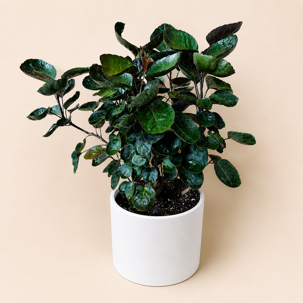 How to Care for Large Aralia Fabian Tree