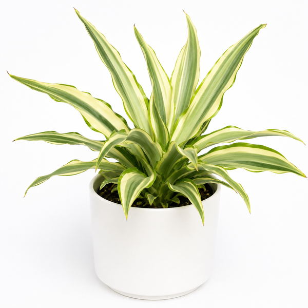 How to Care for False Agave
