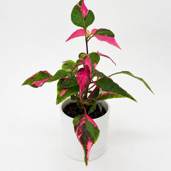 How to Care for Alternanthera Party Time