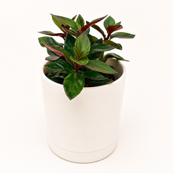 How to Care for Black Goldfish Lipstick Plant