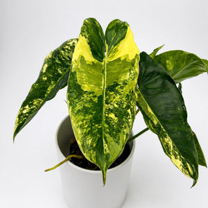 How to Care for Variegated Philodendron Burle Marx