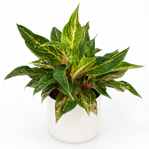 How to Care for Aglaonema 'Sparkling Sarah'