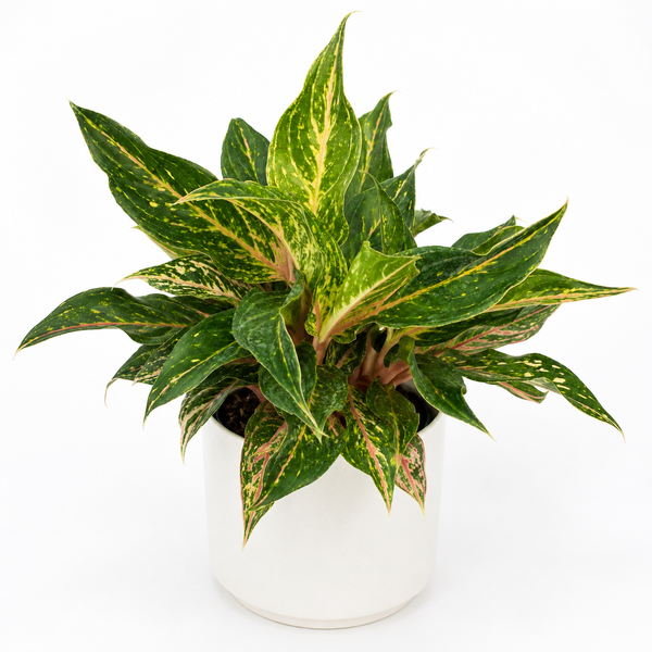 How to Care for Aglaonema 'Sparkling Sarah'