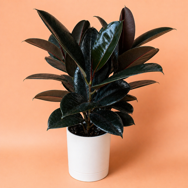 How to Care for Large Ficus Elastica Burgundy
