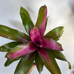 How to Care for Neoregelia Donna