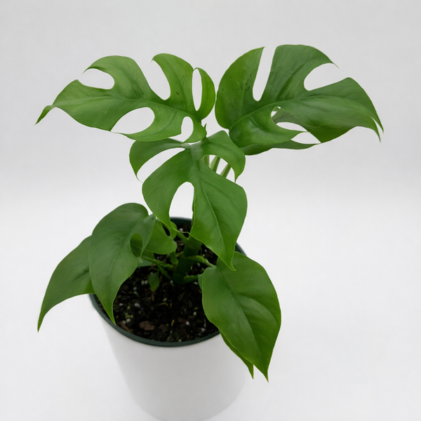 How to Care for Rhaphidophora Tetrasperma (Mini Monstera)