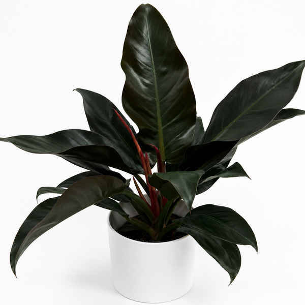 How to Care for Philodendron 'Imperial Red'
