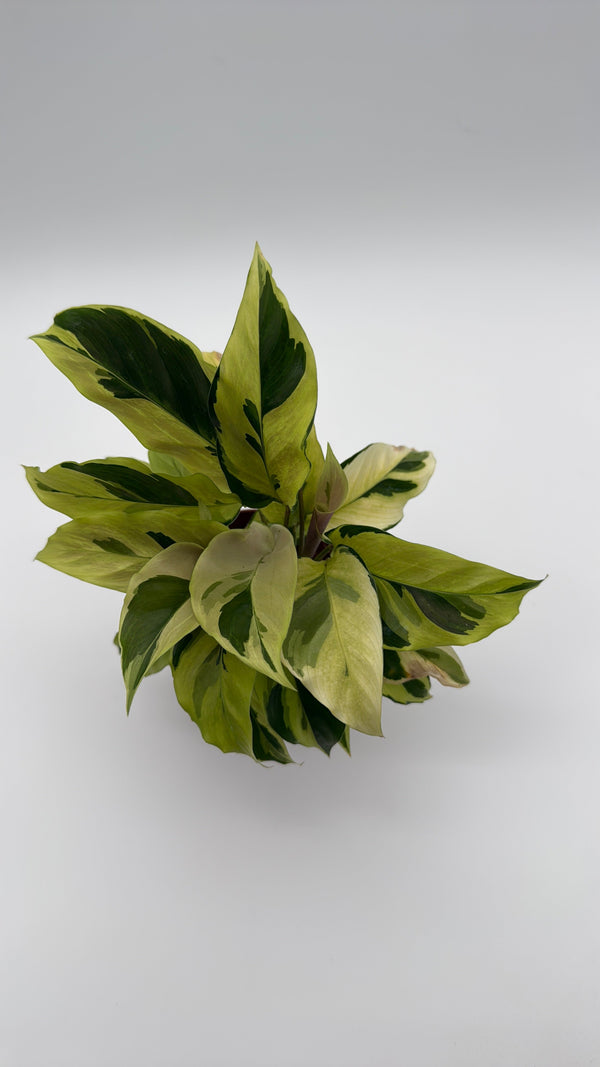 How to Care for Calathea Yellow Fusion