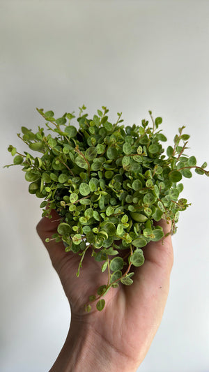 How to Care for String of Turtles (Peperomia Prostrata)