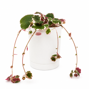 How to Care for Variegated Strawberry Begonia