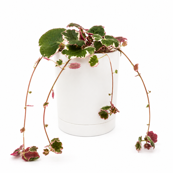 How to Care for Variegated Strawberry Begonia