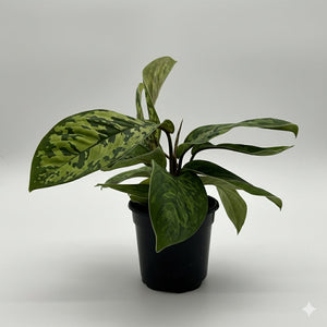 How to Care for Homalomena Camouflage
