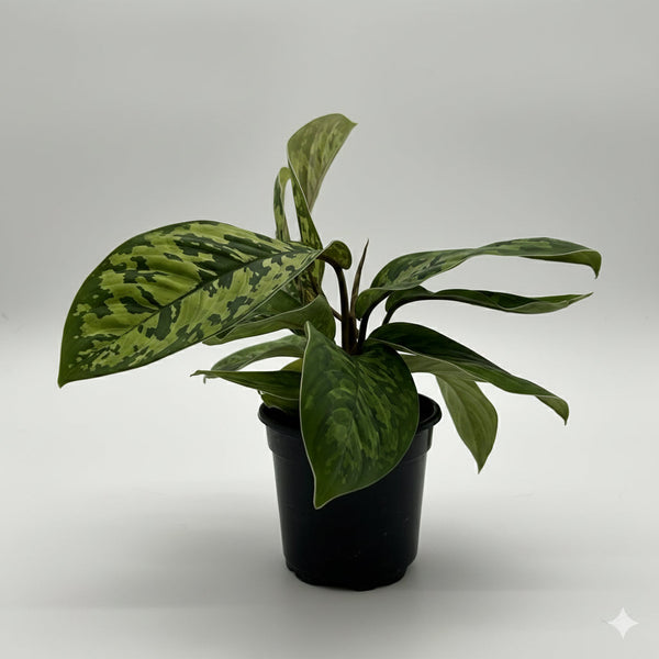 How to Care for Homalomena Camouflage