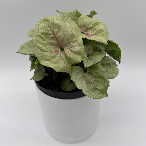 How to Care for Syngonium Orn Thong