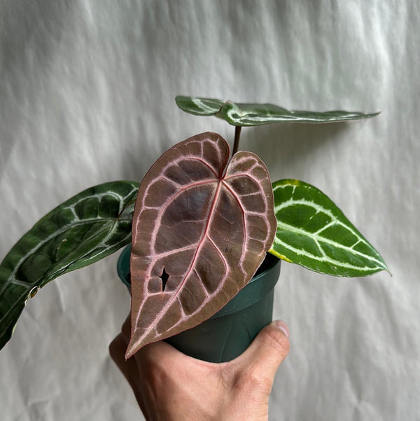 How to Care for Anthurium Red Crystallinum