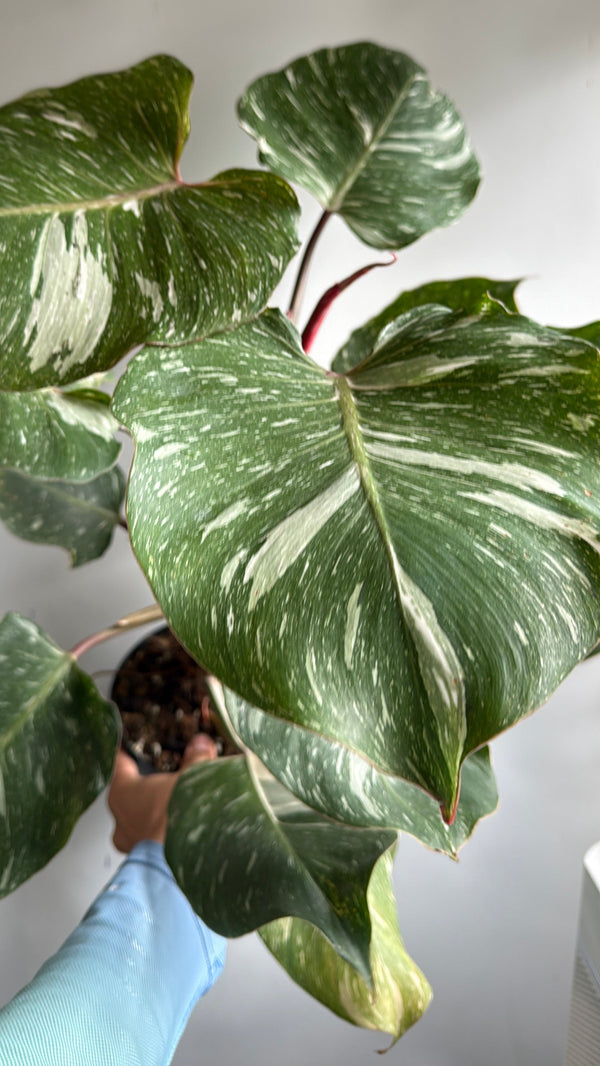 How to Care for Philodendron White Knight