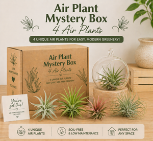 How to Care for Air Plants