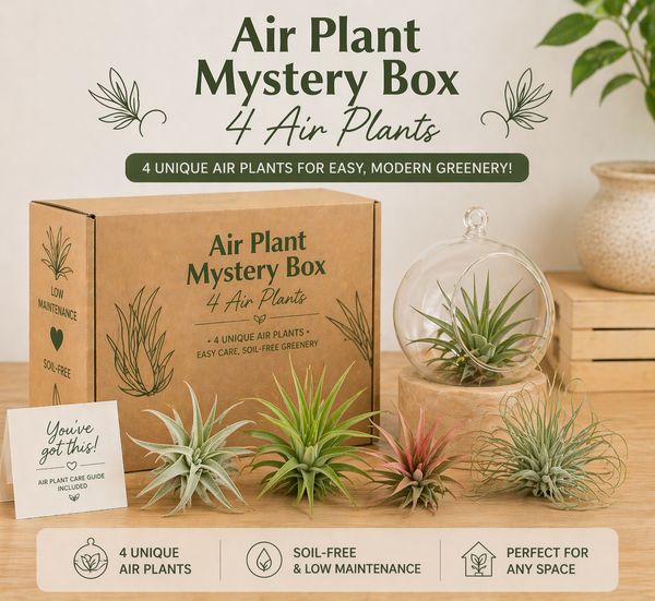 How to Care for Air Plants