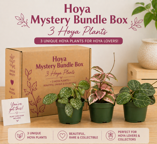 How to Care for Hoya Plants