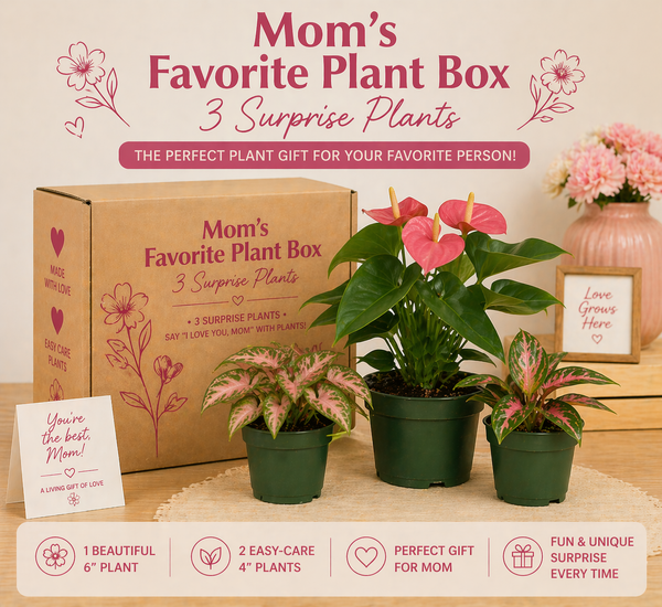 How to Care for Moms Favorite Plants